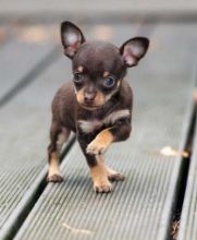 Male and Female Teacup Chihuahua Puppies