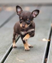 Male and Female Teacup Chihuahua Puppies Image eClassifieds4U