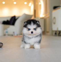 Pomsky pups available Image eClassifieds4u 4