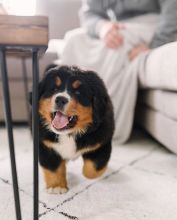 C.K.C MALE AND FEMALE Bernese Mountain PUPPIES AVAILABLE