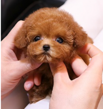 Toy poodle puppies wanting a home