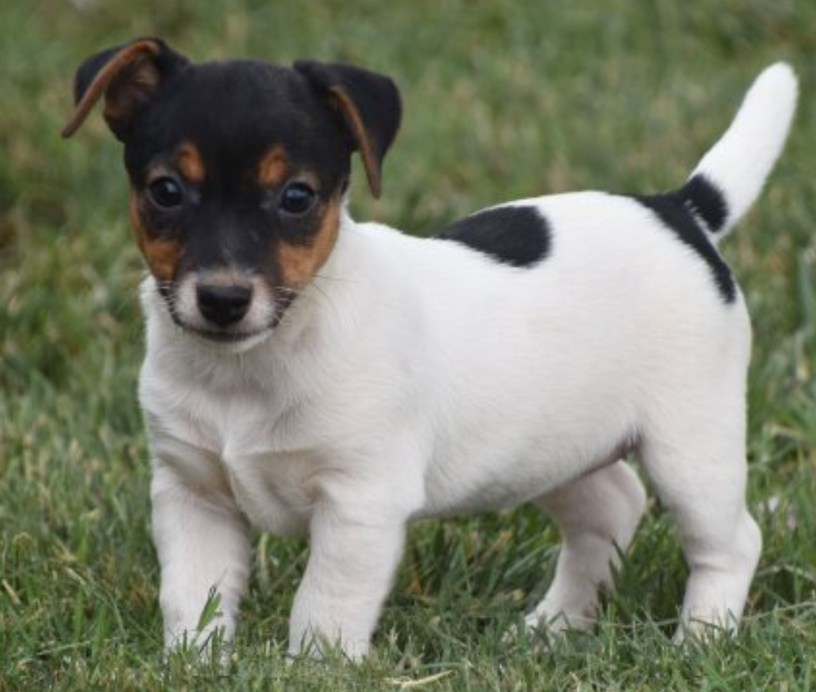 Jack russell puppies available now Image eClassifieds4u