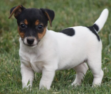Jack russell puppies available now Image eClassifieds4u 3