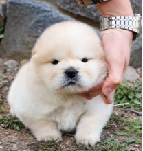lovely Chow Chow Pups now ready to go! Image eClassifieds4u 3