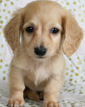 Mini Dachshund puppies available Image eClassifieds4u 4