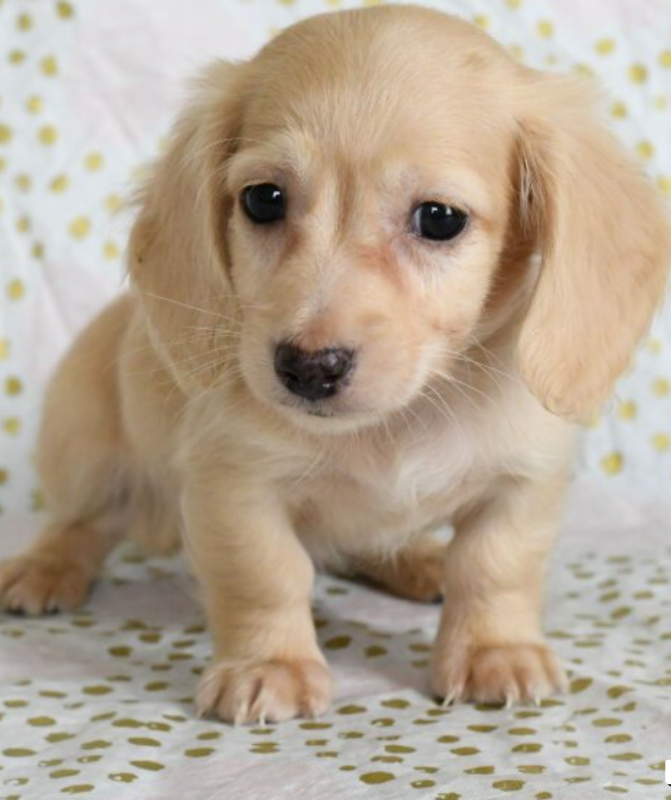 Mini Dachshund puppies available Image eClassifieds4u