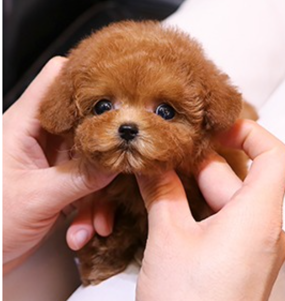 Toy poodle puppies wanting a home Image eClassifieds4u