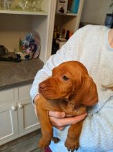 Clean and Healthy Vizsla Puppies on set to go.