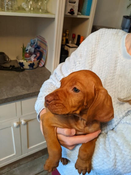 Contact our email only Clean and Healthy Vizsla Puppies on set to go. Image eClassifieds4u