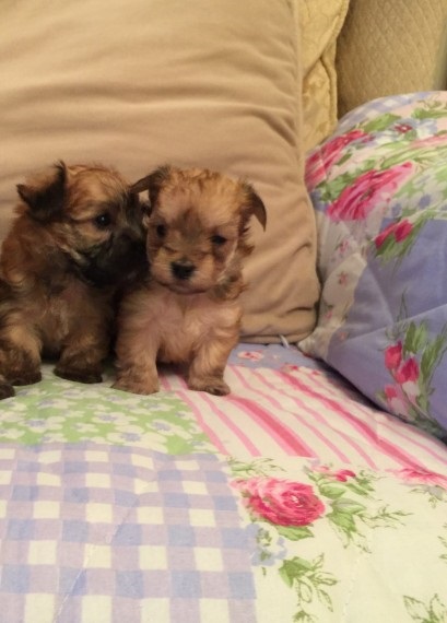 Healthy set of Morkie puppies for Morkie lovers Image eClassifieds4u