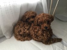 Red Purebred Toy Poodle Puppies for adoption ready to go