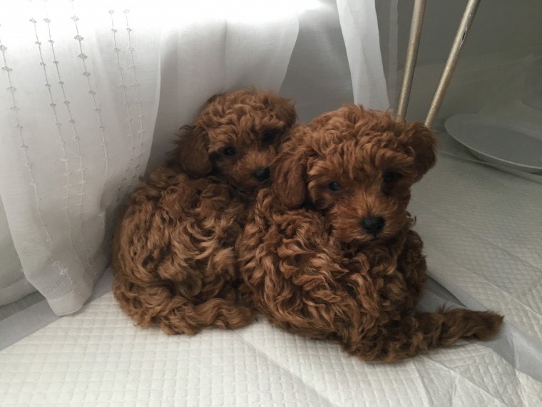 Red Purebred Toy Poodle Puppies for adoption Image eClassifieds4u