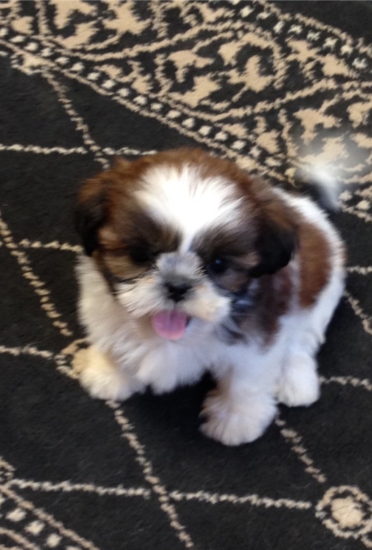 Shih Tzu puppies available for great pet lovers Contact our email only Image eClassifieds4u
