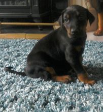 Great Dobermann puppies for great homes.