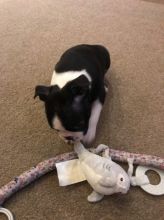 Healthy Boston Terrier Puppies