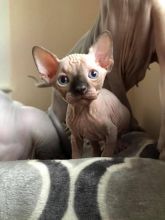 High quality, very soft skin Sphynx kittens for sale