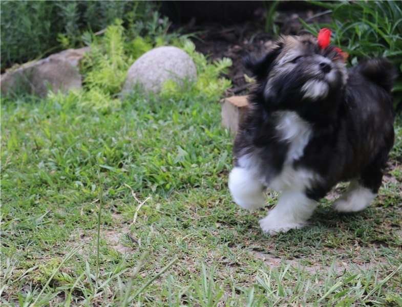 Have your Havanese Puppies here (CONTACT FOR OUR HAVANESE PUPPIES ) Image eClassifieds4u