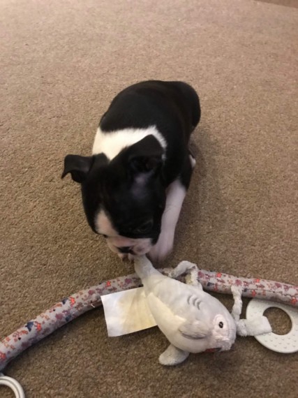 Healthy Boston Terrier Puppies local puppies Image eClassifieds4u