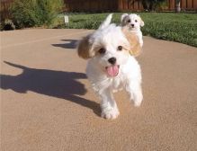 Best of Home Cavachon puppies