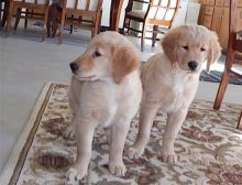 Indoor Golden Retriever puppies for pet lovers