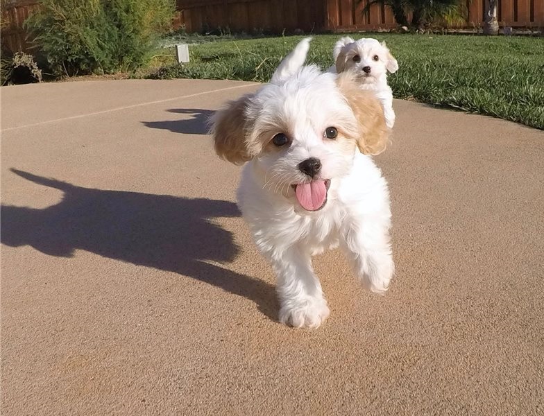 fast replies via emails Best of Home Cavachon puppies Image eClassifieds4u