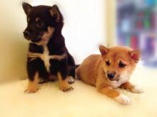 Beautiful Black/Tan Shiba Inu & Red Shiba Inu Puppies available