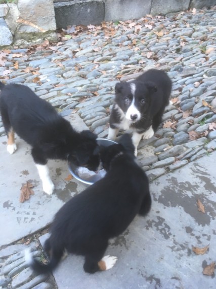 Border Collie Puppies available for YOU!! Image eClassifieds4u