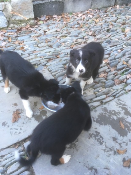 local puppies Border Collie Puppies available for YOU!! Image eClassifieds4u