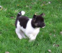 Akita Inu Puppies for re homing ready to go