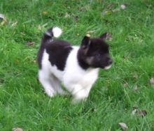 Akita Inu Puppies for re homing