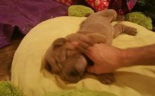 Caring Shar Pei puppies for great homes ready to go