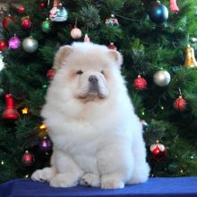 Chow Chow puppies for adoption(ceva41016@gmail.com)