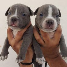 Pit Bull puppies for adoption (alishaken91@gmail.com)