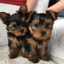 Yorkie puppies for adoption (smithmarieann99@gmail.com)