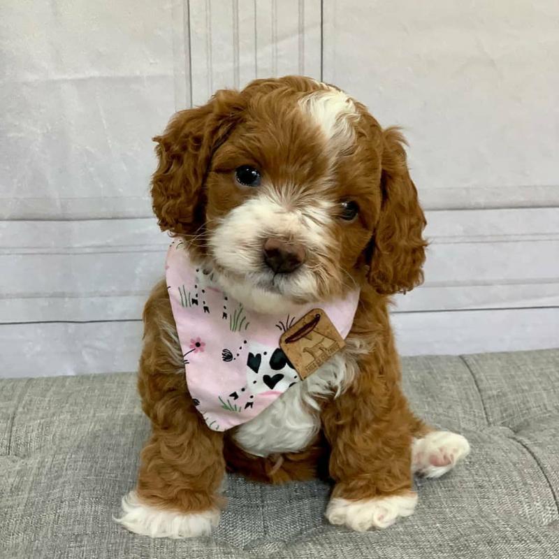 Cavapoo puppies for adoption (alishaken896@gmail.com) Image eClassifieds4u