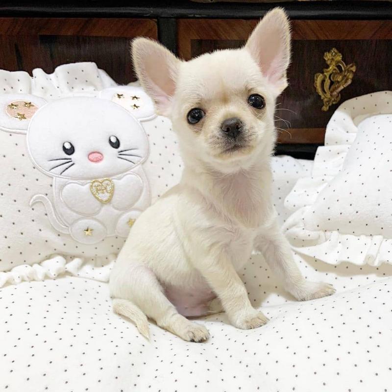 Chihuahua puppies for adoption [gracecatlin6@gmail.com ] Image eClassifieds4u