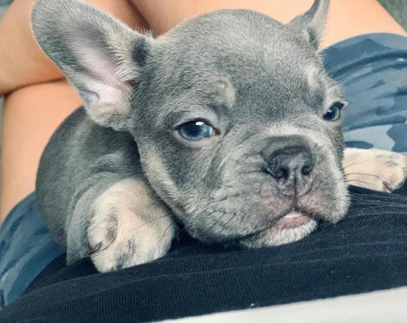 free adoption of adorable French Bulldog puppies Image eClassifieds4u