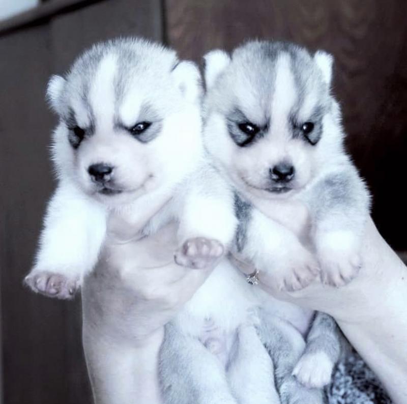 Free adoption of this adorable husky puppies Image eClassifieds4u
