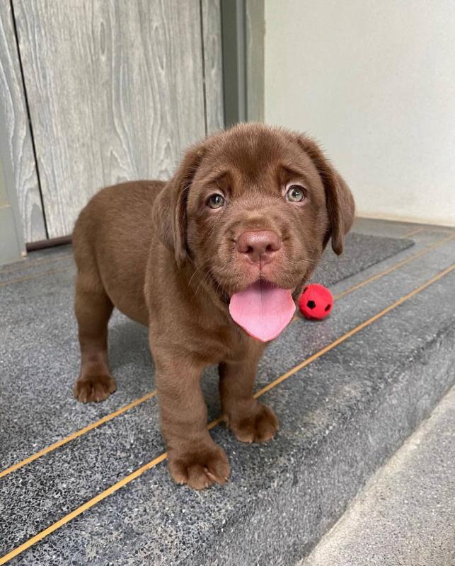 Labrador puppies for adoption(carolinasantos11234@gmail.com) Image eClassifieds4u