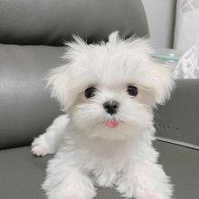 Maltese puppies for adoption (cynthiamorgan1132@gmail.com) Image eClassifieds4U