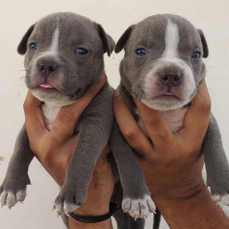 Pit Bull puppies for adoption (alishaken91@gmail.com) Image eClassifieds4u