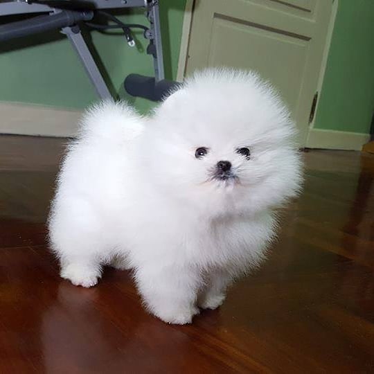 Pomeranian puppies for adoption (kenalisha416@gmail.com) Image eClassifieds4u