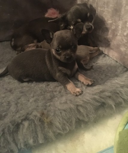 local puppies Pretty Chihuahua Puppies for adoption 😍🐶 Image eClassifieds4u