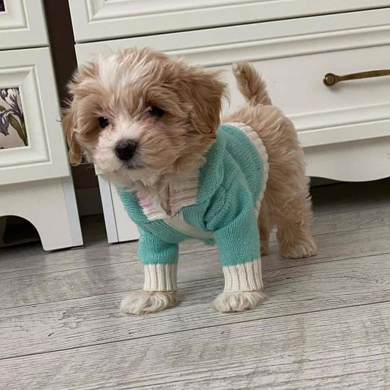 Quality male and female Maltipoo puppies for adoption Image eClassifieds4u