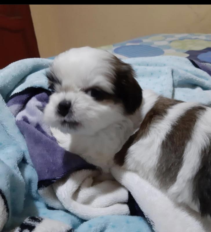 Shitzu puppies for adoption Image eClassifieds4u