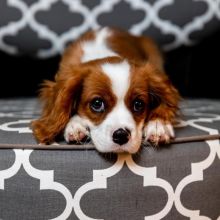 Beautiful cavalier king Charles spaniel puppies