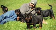 Home raised Rottweiler puppies available