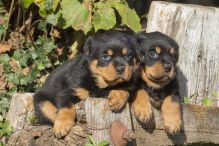 Home raised Rottweiler puppies available