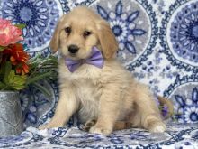 Male and female Golden retriever puppies available for adoption