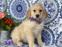 Male and female Golden retriever puppies available for adoption